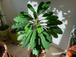 Madagaskar-Juwel/junge Spuckpalme