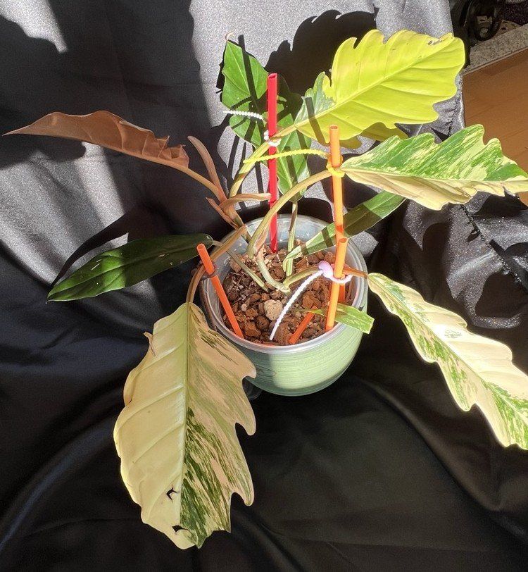 Pflanzen & Samen: Philodendron caramel marble variegated – Gebraucht aus Zofingen von Erfolg1957 3