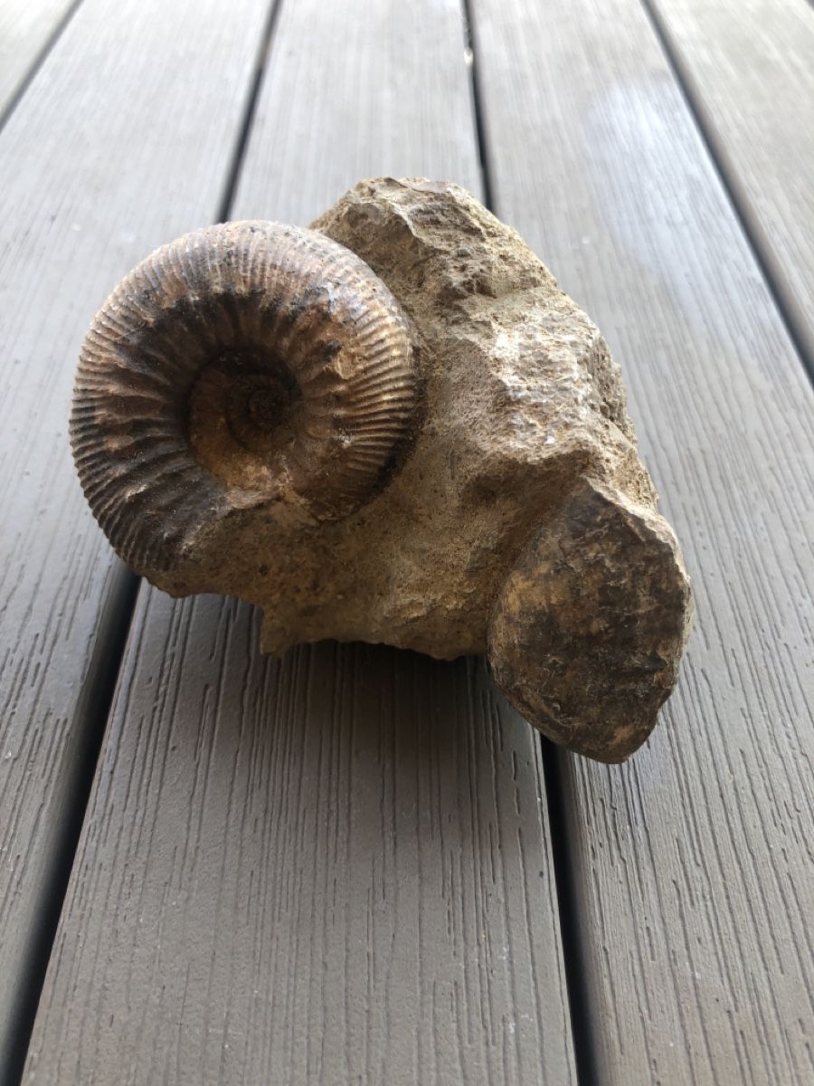 Fossiles: Fossilien  – Neuf (Voir description) à Mühlethal par nyffeler2815