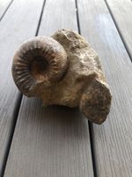 Fossilien 