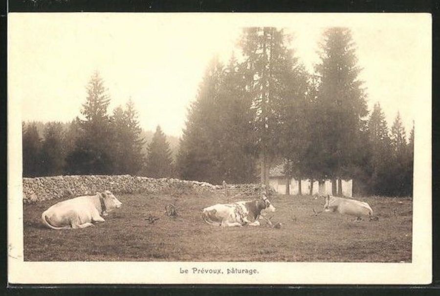 Cartoline postali: Le Prévoux, pâturage, circulée 1916 – Usato da Frauenfeld venduto da POML