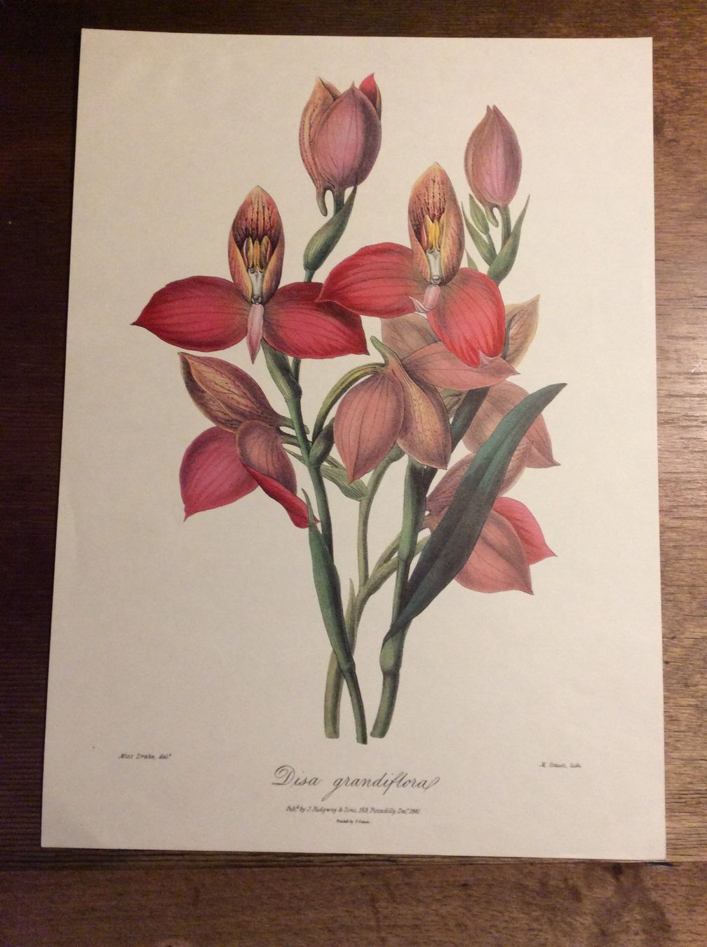 Grafica & Litografie: Planche - Histoire Naturelle , Botanique – Usato da Genève venduto da edelweiss1900 1