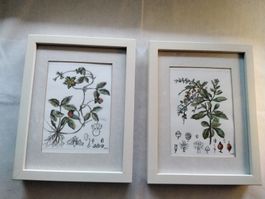Botanische Bilder - Zeichnung, Aquarell, gerahmt, 2er Set