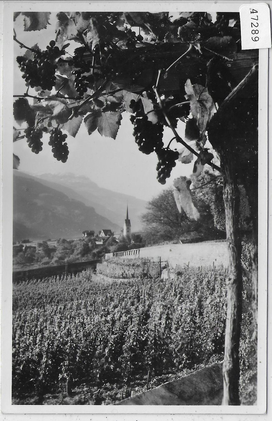 Cartes postales: Malanser Trauben - Malans – D'occasion à Ettingen par Kartenplanet