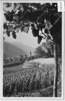 Malanser Trauben - Malans