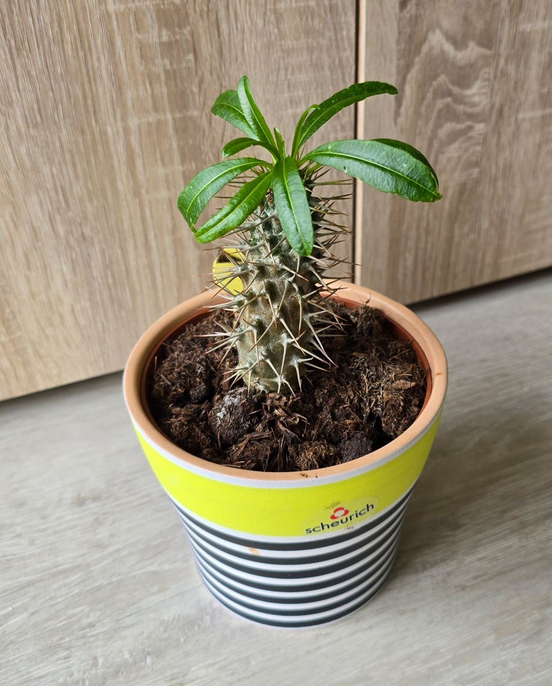 Piante & sementi: Pachypodium Lamerei Inkl. Topf – Nuovo (secondo la descrizione) da Aarburg venduto da Glitzerschein 3
