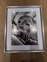 Bild Robbe schwarz-weiss gerahmt 40x50 cm (silbriger Rahmen)