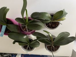 5 Junge Orchideen Phalenopsis