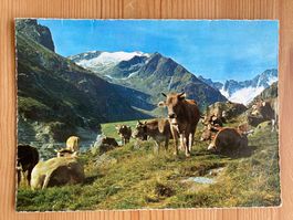 Kühe auf der Alp - Rest.Dammagletscher-Göscheneralp -AK 1968