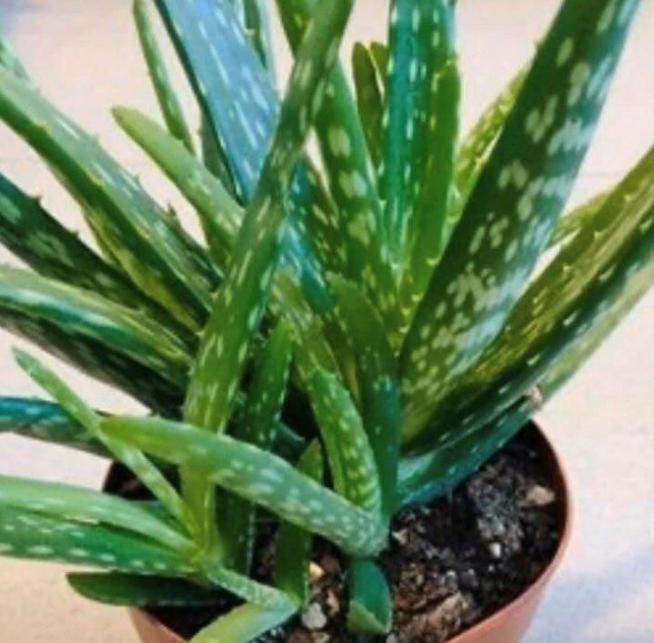Piante & sementi: ALOE VERA CHINESISCHE MULTIPFLANZE 20 CM – Nuovo e nell'imballaggio originale da Rovio venduto da POSITIFFARTandPLANTS 1
