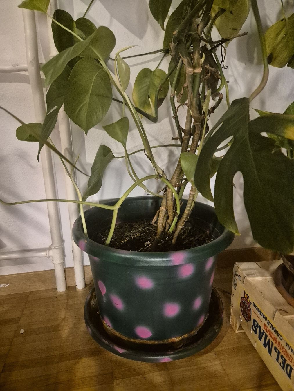 Piante & sementi: Schöne gesunde Monstera/Philodendron Pflanze – Usato da Zürich venduto da flo_7trs 4