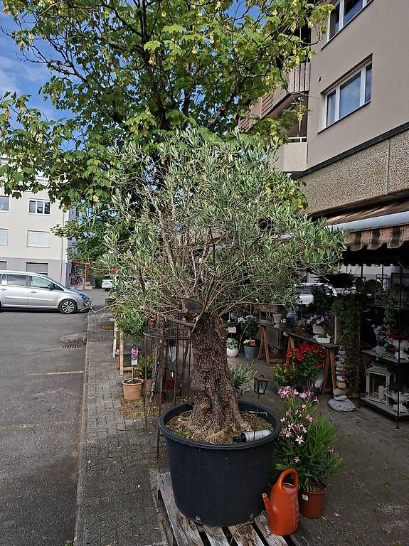 Plantes & graines: Olivenbaum ca 120 Jährig – D'occasion à Steffisburg par Tim4.11 1