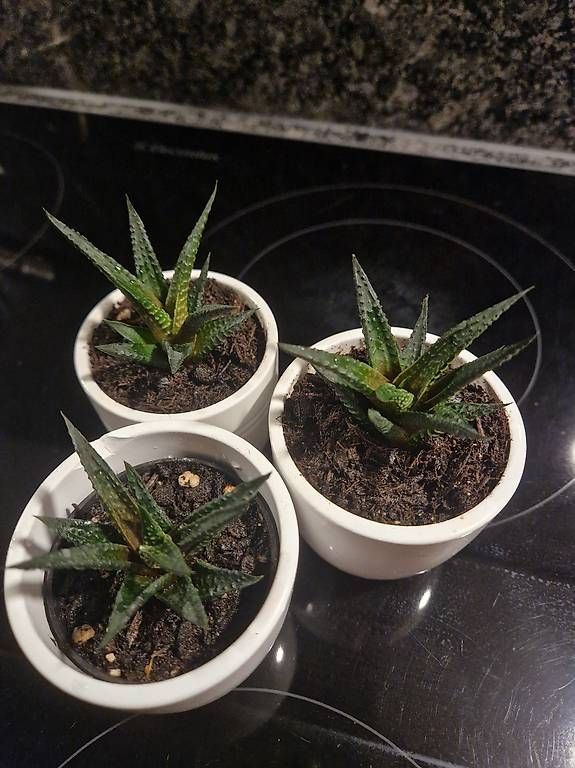 Piante & sementi: Mini succulents x3 – Usato da Dübendorf venduto da Olenaaa 2