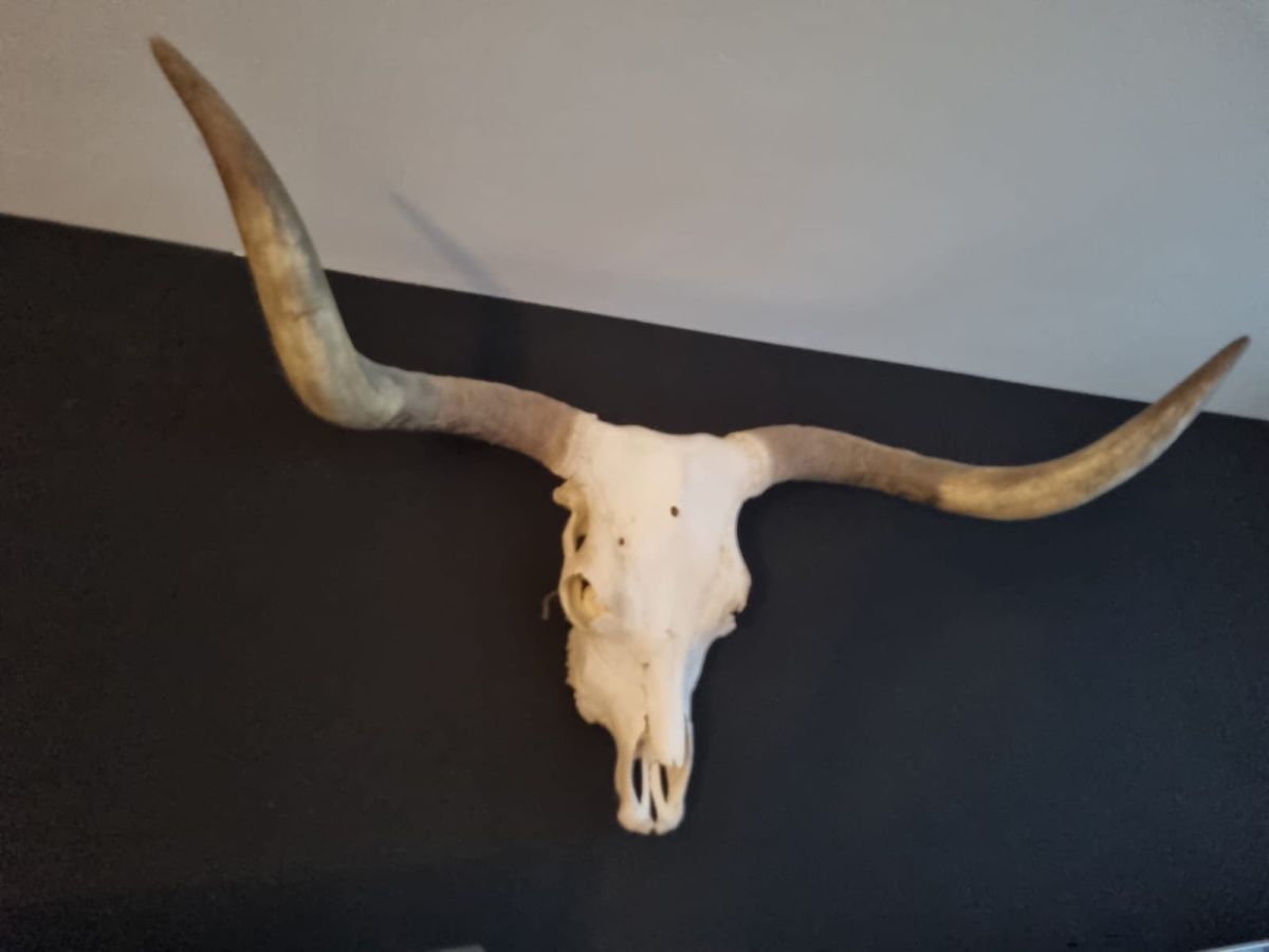 Tutte le decorazioni: Longhorn-Schädel mit Hörnern, Rind – Usato da Oetwil am See venduto da majaho