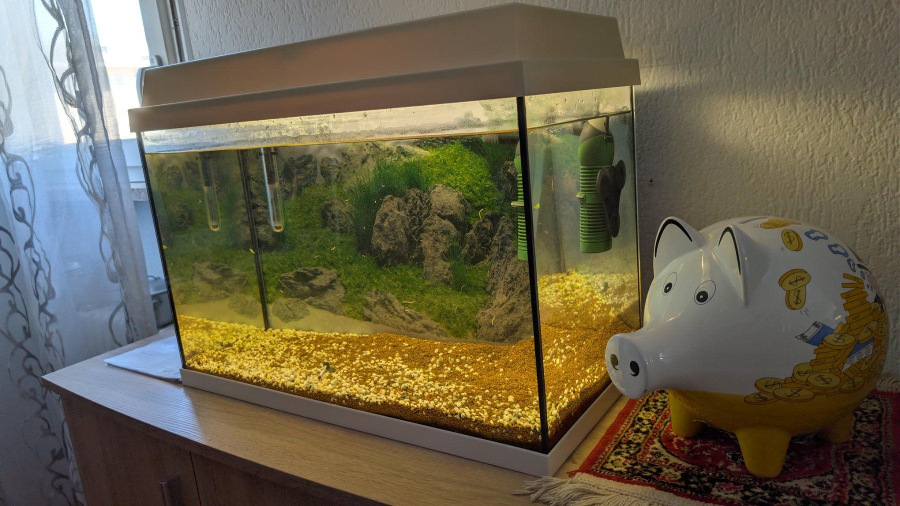 Aquarium: Acquario 60 litri – Gebraucht aus Viganello von enz_rds7 2