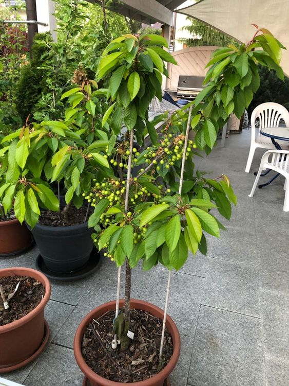 Kirschbaum inkl. Kübel Kaufen auf Ricardo