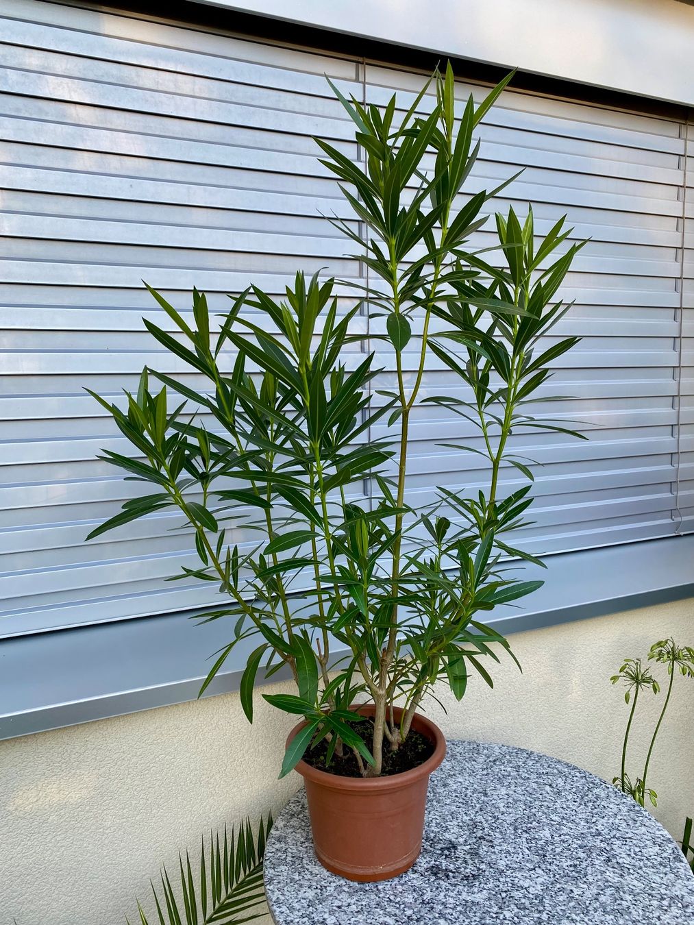 Piante & sementi: Oleander rosa, Höhe 110 cm – Nuovo (secondo la descrizione) da Alchenflüh venduto da smart-