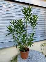 Oleander rosa, Höhe 110 cm