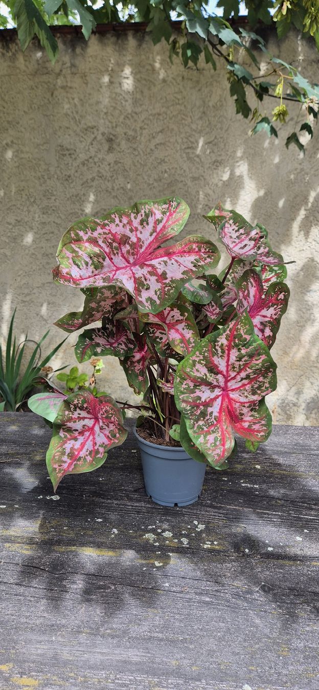 Pflanzen & Samen: caladium – Gebraucht aus Genthod von Lenas9