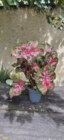 caladium