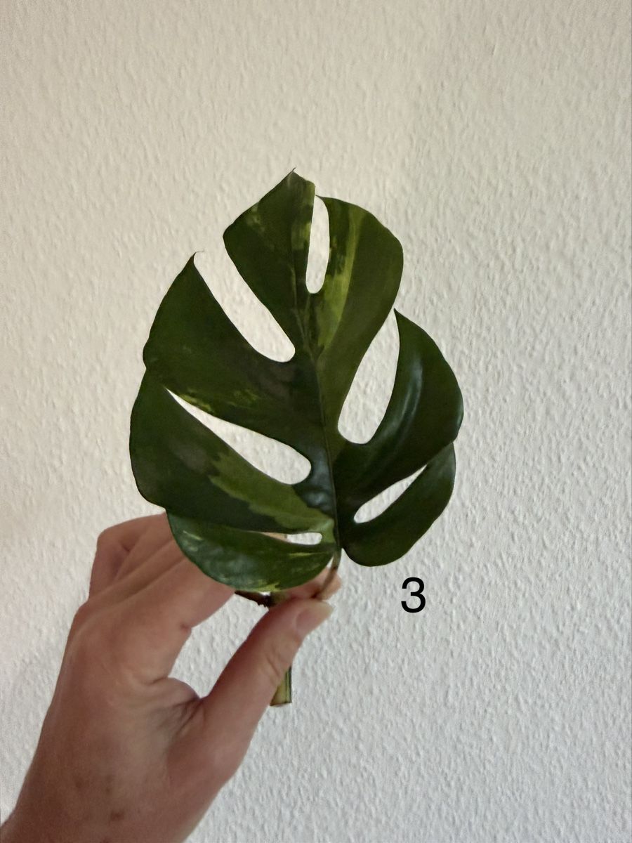 Pflanzen & Samen: Monstera Minima variegata – Gebraucht aus Luzern von Pegasus003 2