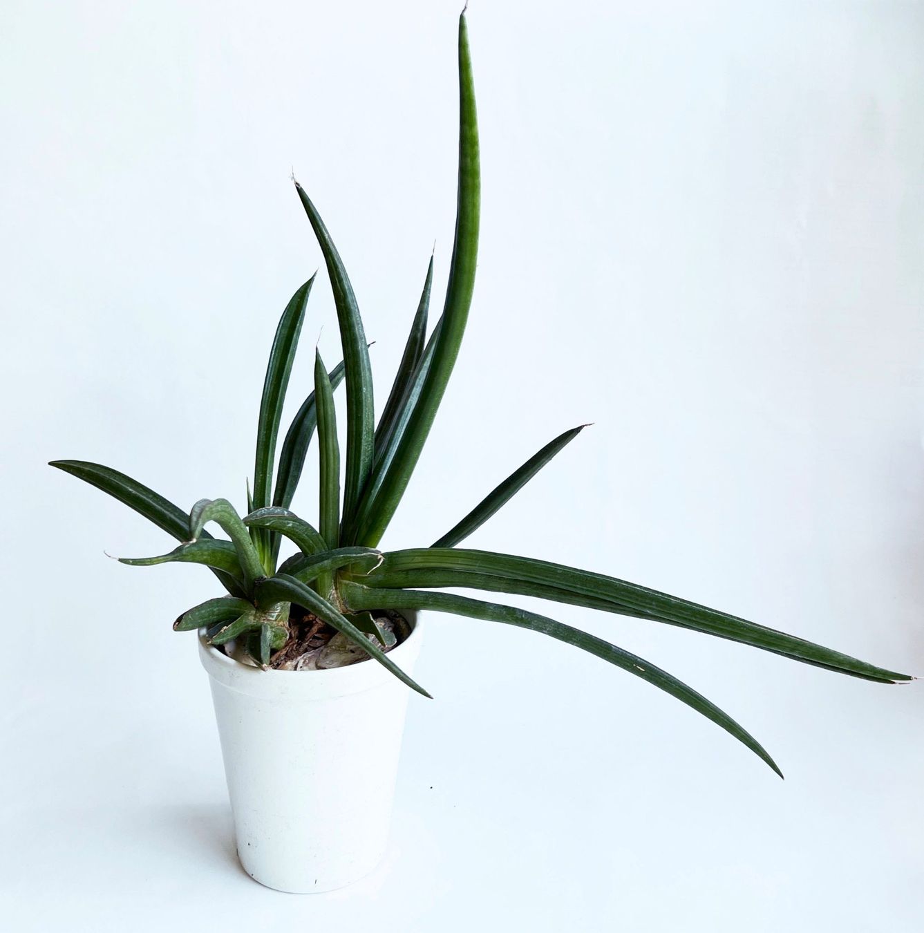 Piante & sementi: Sansevieria**Cylindrica***** – Nuovo (secondo la descrizione) da Dübendorf venduto da Orchid18 1