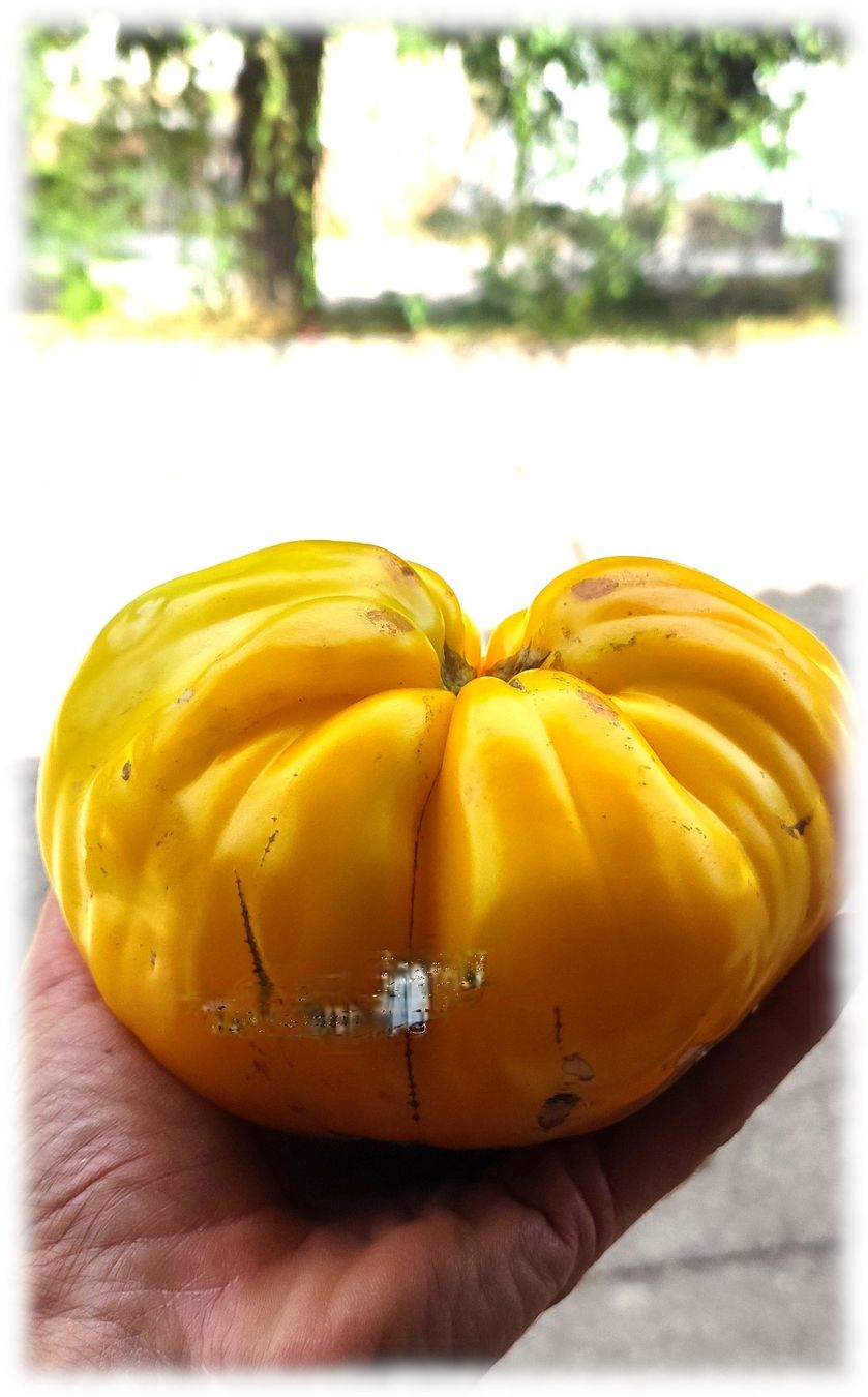Piante & sementi: 15 Samen Huevo de Toro Amarillo Tomate Spanien – Nuovo (secondo la descrizione) da Magliaso venduto da bosfu 1