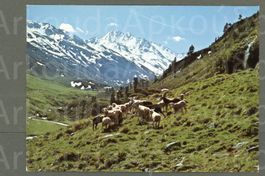 AK color Davos GR Flüelatal, Schafherde ≈ 1980