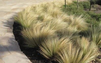 Piante & sementi: Cheveux des anges  3 PLANTS – Nuovo (secondo la descrizione) da Bremblens venduto da FIBONACCI369 2
