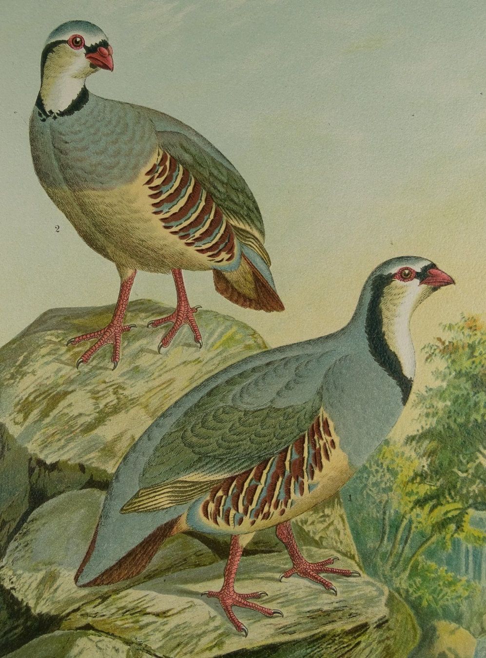Grafica & Litografie: STEINHUHN, CHROMOLITHOGRAPHIE UM 1900 – Usato da Grüningen venduto da Kartensammler 3