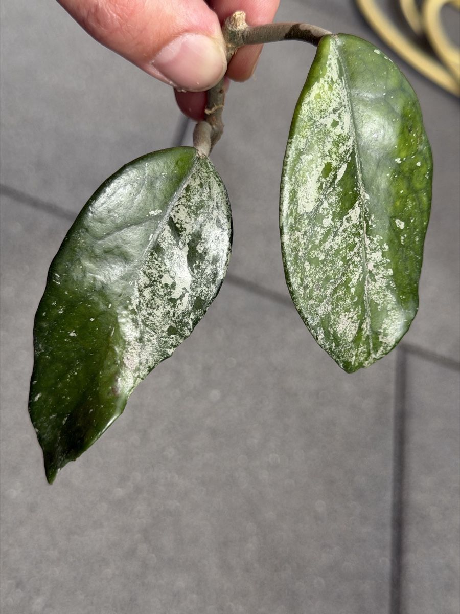 Piante & sementi: Hoya 'Wilburs Grave' steckling – Usato da Moosseedorf venduto da smushpuff
