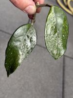 Hoya 'Wilburs Grave' steckling
