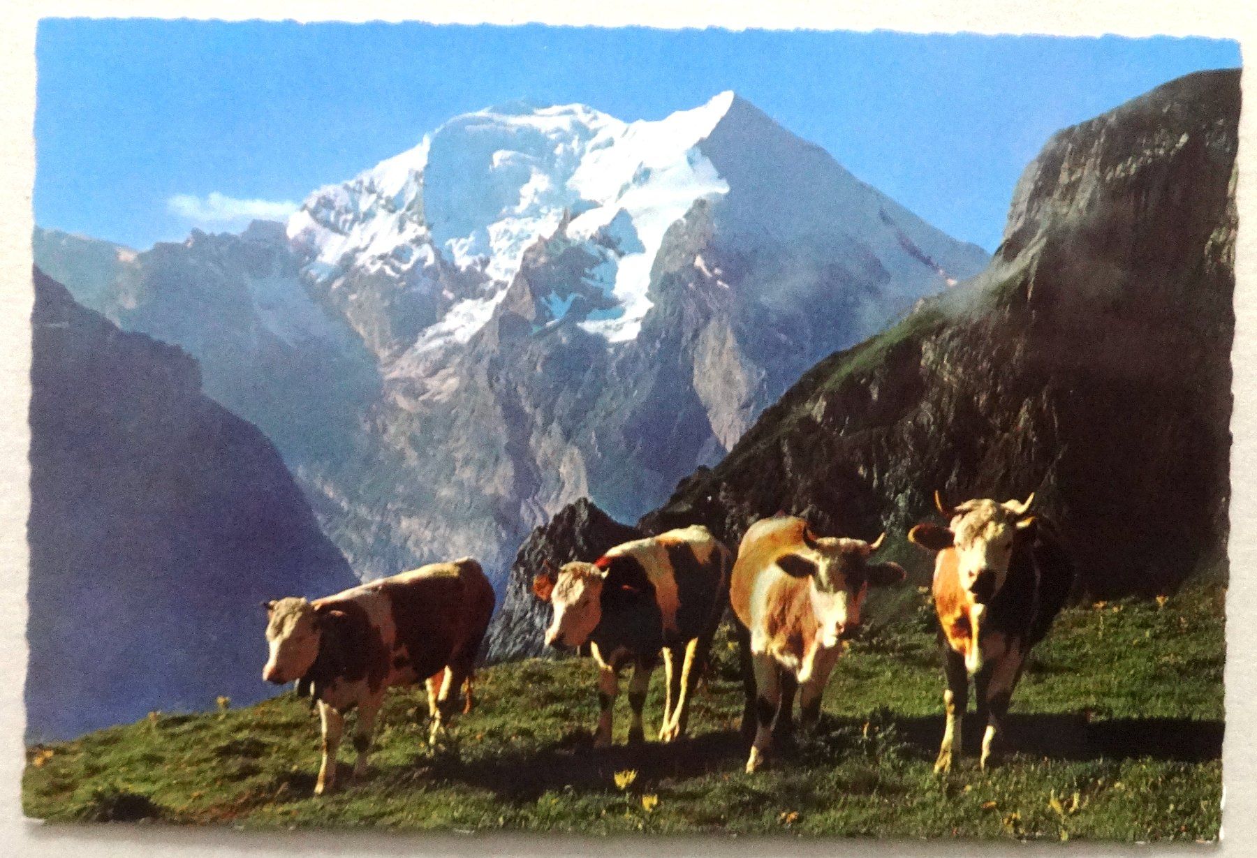 Cartoline postali: Morgenidyll auf Allmenalp, Kandersteg – Usato da Fétigny venduto da Billy2miny
