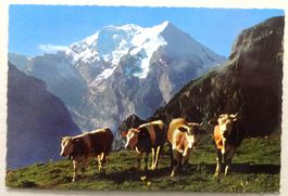Morgenidyll auf Allmenalp, Kandersteg