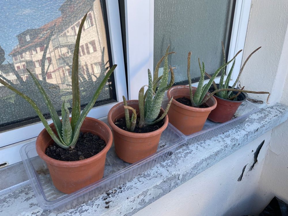 BIO Aloe Vera Pflanzen Kaufen auf Ricardo