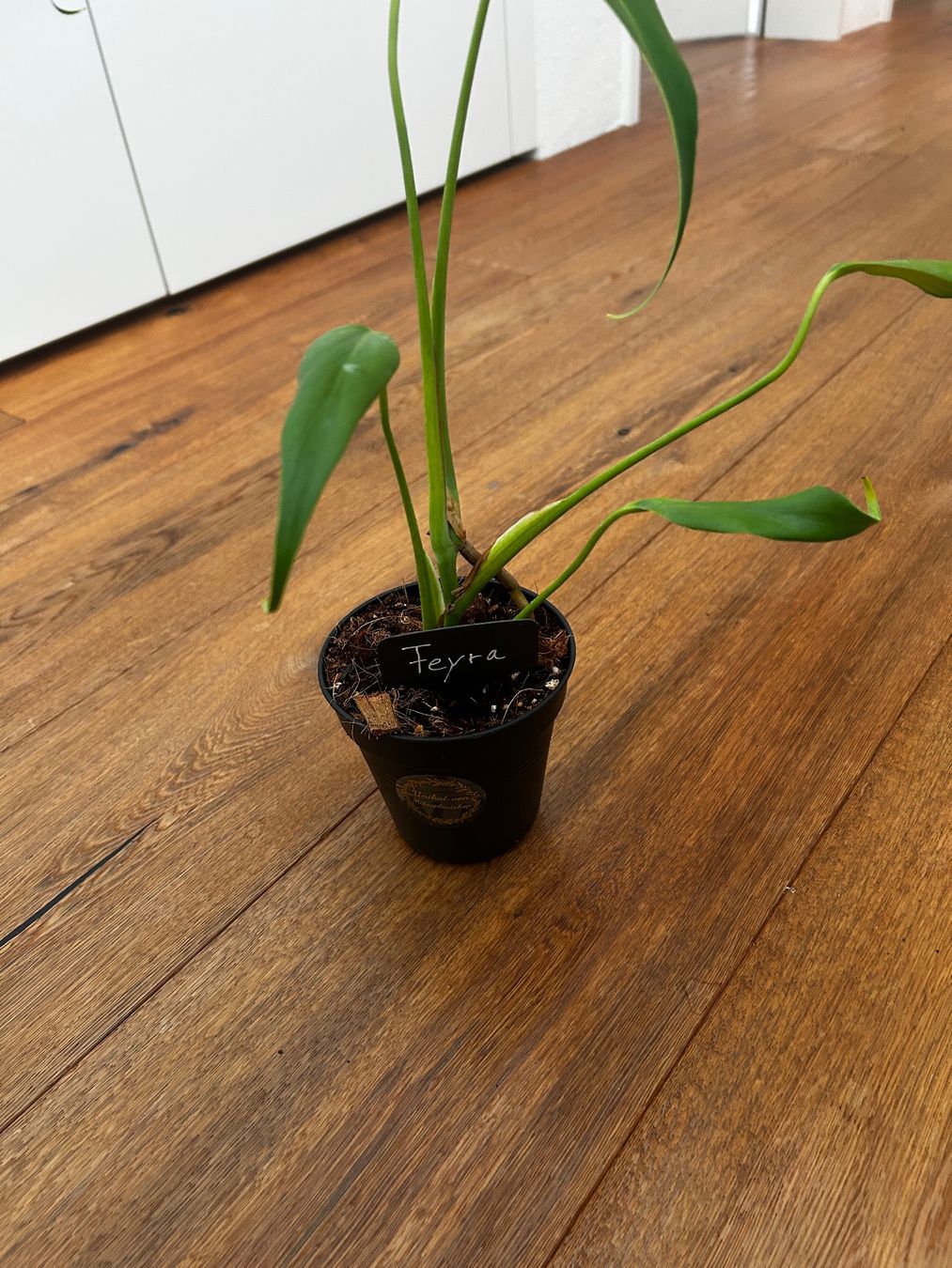 Piante & sementi: Monstera burle marx flame💚 – Usato da Wattwil venduto da Mikesplantshop 2