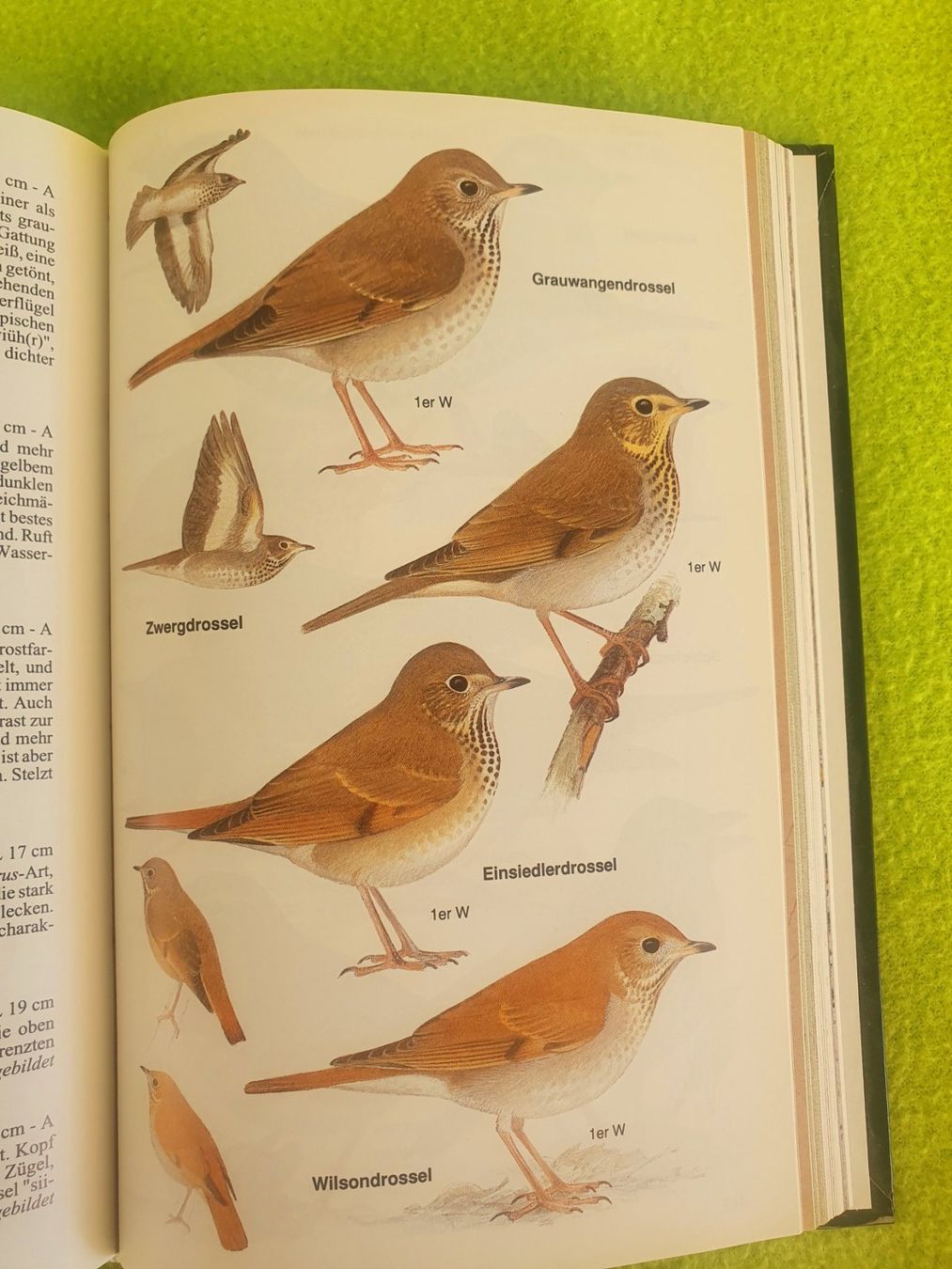 Libri: Die Vögel Europas – Usato da Steinhausen venduto da joseph-sen 9