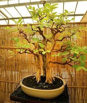 Piante & sementi: Echte Guave - Psidium guajava - 30 Samen – Nuovo e nell'imballaggio originale da Sumiswald venduto da Cham14558 4