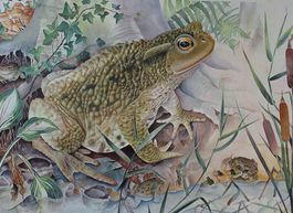 Schulwandbild, Wandbild, Lehrbild "Kröte" Karl Schmid