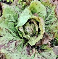 BLATTZICHORIE “VARIEGATA DI CHIOGGIA”‪