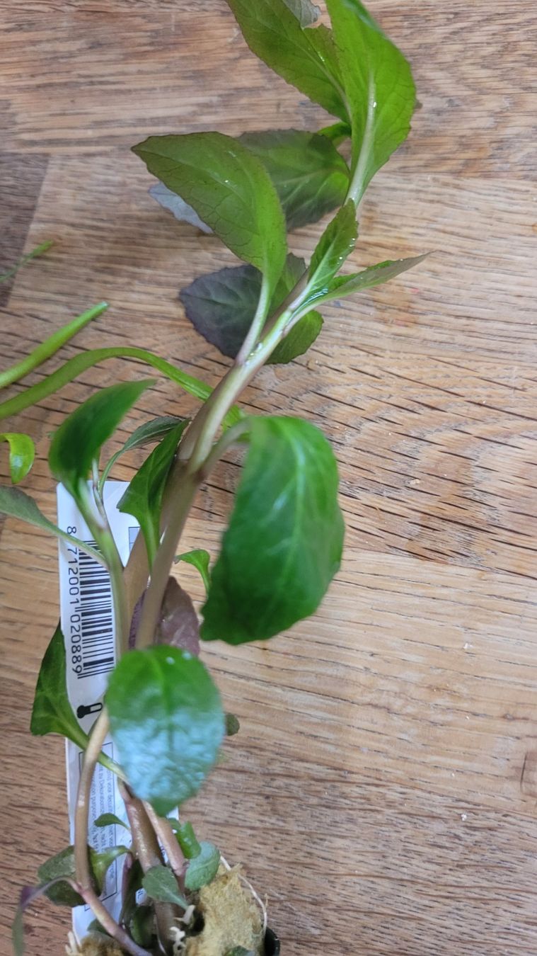 Plantes & graines: Labelia cardinalis – D'occasion à Saxon par Sebdem 1