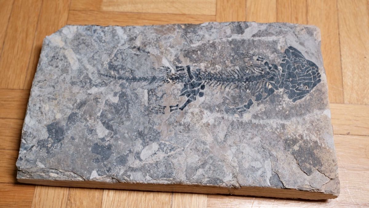 Toutes les décorations: Fossil -  Discosauriscus austriacus – D'occasion à Biel/Bienne par nimmes
