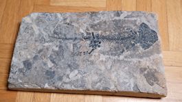 Fossil -  Discosauriscus austriacus