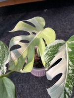 Monstera Borsigiana Albo Variegata