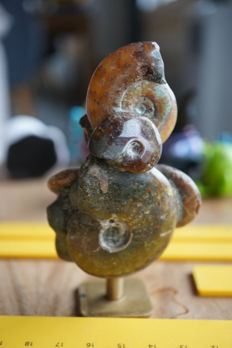 Fossili: Ammonit Cluster Figur   10cm  x 5cm – Nuovo e nell'imballaggio originale da Eschenbach SG venduto da topstone