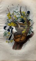 handkolorierter Stahlstich 1843 - Klapperschlange, Amseln