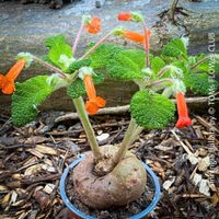 Sinningia Bullata - das exotische Highlight für Dich