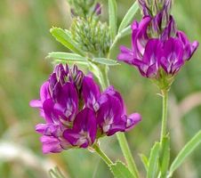 100 Samen «Medicago sativa» Heilkräuter Luzerne