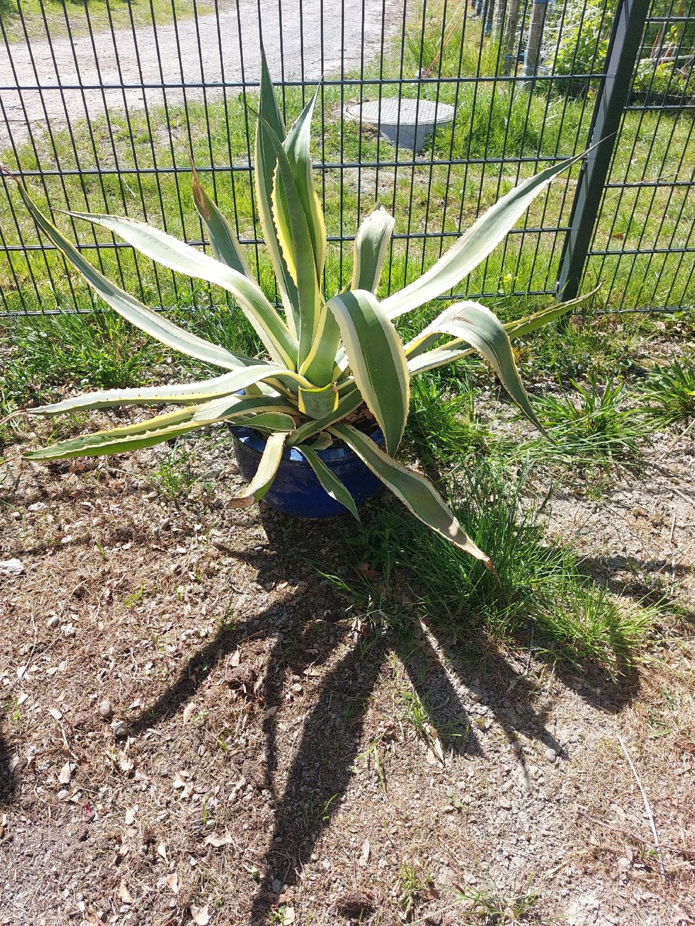 Piante & sementi: Grosse Algrave Kaktus – Usato da Landquart venduto da Cedes 1