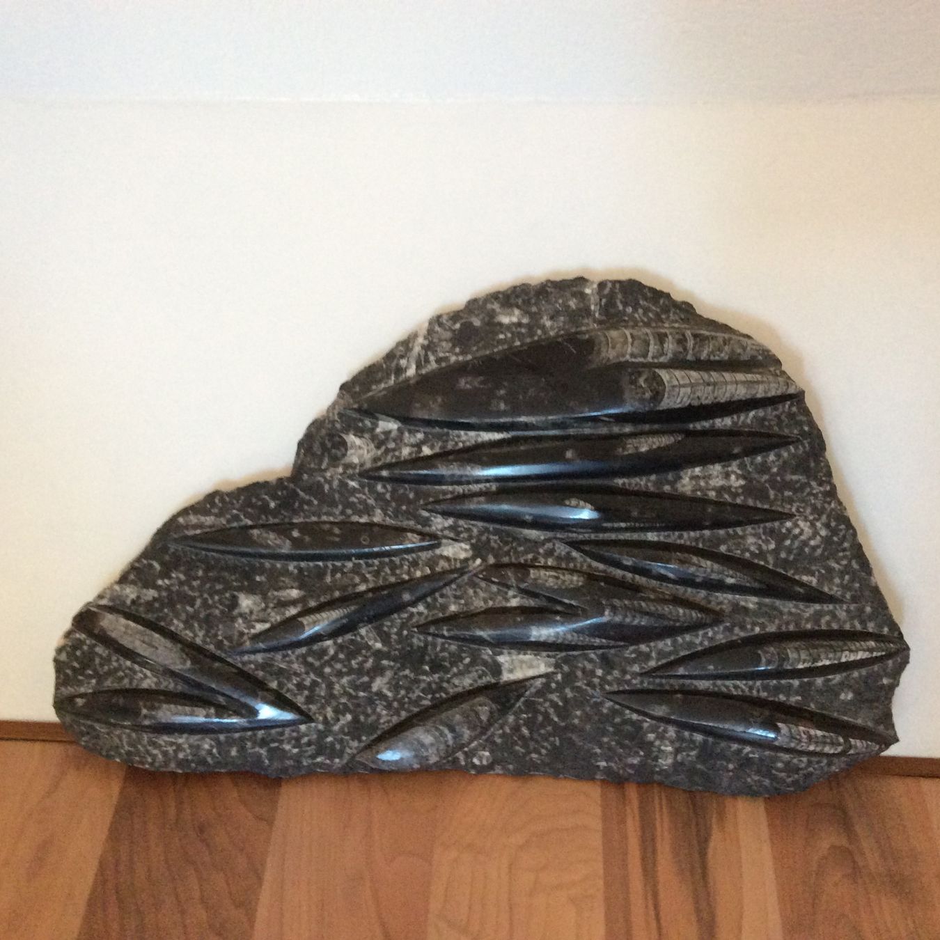 Fossili: Orthoceras 50x32 cm – Usato da Triengen venduto da Wsphinx